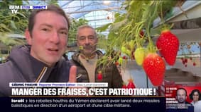 Face à la compétition espagnole, les 15 prochains jours seront la période idéale pour acheter des fraises françaises