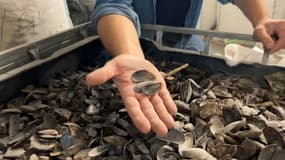 Chaque année plusieurs tonnes de moules sont déposées en tas devant les restaurants durant la braderie de Lille. À Tourcoing, depuis 2018 une entreprise recycle les coquilles de moules pour leur donner une seconde vie.