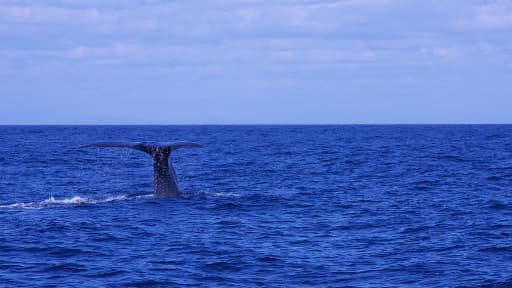 Une baleine de la taille d'un bus a assommé un surfer australien samedi.