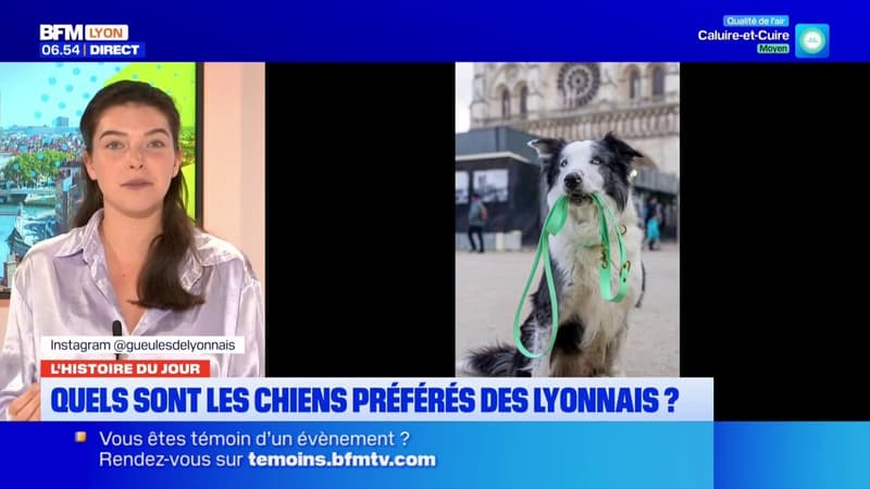 Lyon : quels sont les chiens préférés des habitants ? 