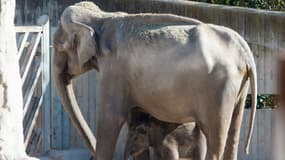 Un éléphant et son petit se tiennent dans leur enclos au zoo de Madrid, en Espagne, le 5 décembre 2013. (PHOTO D'ILLUSTRATION)