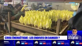 Crise énergétique: les endives en danger?