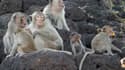 Des macaques en Thaïlande. (Photo d'illustration)