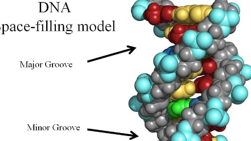 Représentation de la double hélice de l'ADN.