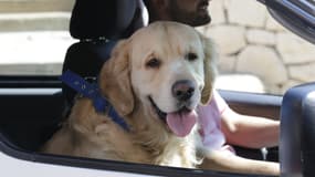 Boogy, un golden retriever en route pour son rendez-vous vétérinaire à Byblos, au Liban. (Photo d'illustration)