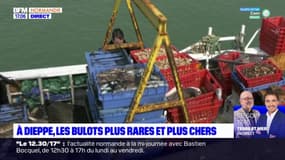 Dieppe: les bulots se font de plus en plus rares et chers