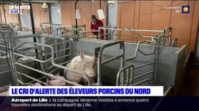 Nord: les éleveurs porcins s'alarment de la hausse des prix