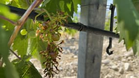 Avec le manque de pluie et les fortes chaleurs, les raisins arrivent à maturité trop tôt.