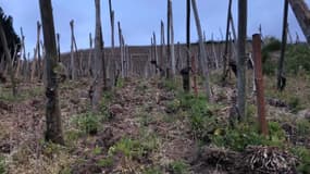 Les vignes à Ampuis ont été endommagé par l'épisode de gel survenu ces derniers jours.