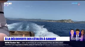 À la découverte des cétacés à bord d'un navire parti de Sanary-sur-Mer