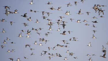 Des oiseaux en Inde, le 07 décembre 2018.