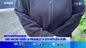 Sainte-Foy-Lès-Lyon: une vache sème la pagaille auprès des habitants 