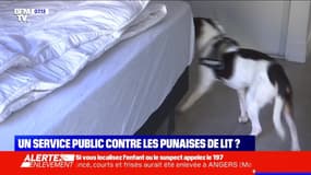 Un service public contre les punaises de lit ? - 09/02