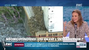 Dupin Quotidien : Où en est l'interdiction des néonicotinoïdes ? - 19/08