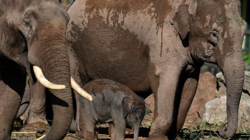Une famille éléphant, au zoo de Chester (Angleterre), le 24 août 2015 Une famille éléphant, au zoo de Chester (Angleterre), le 24 août 2015