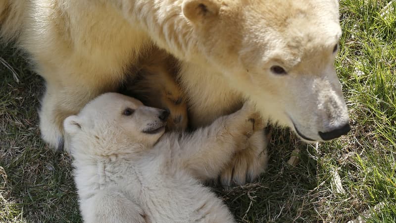 Née le 26 novembre 2014, la bébé ours et sa maman sont sorties pour la première fois ce 9 mars 2015