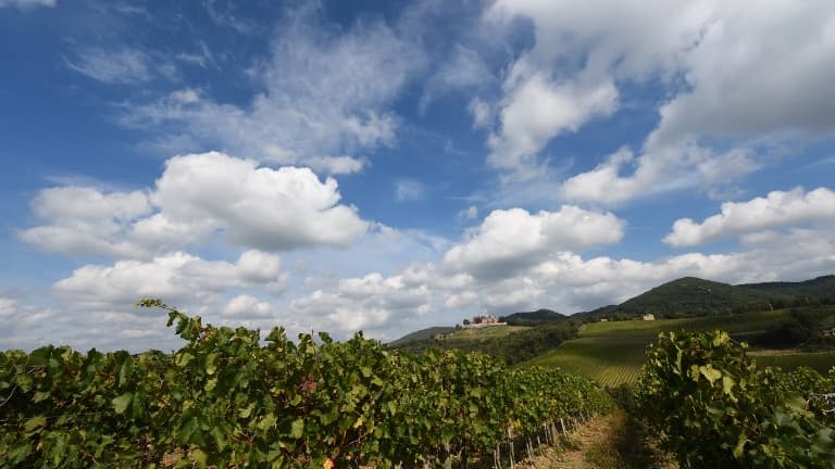 Les vignes de Toscane en Italie, en 2016. (Photo d'illustration).