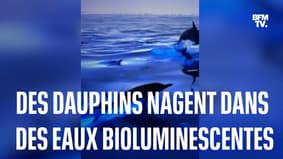 Californie: ces dauphins nagent dans des eaux bioluminescentes  