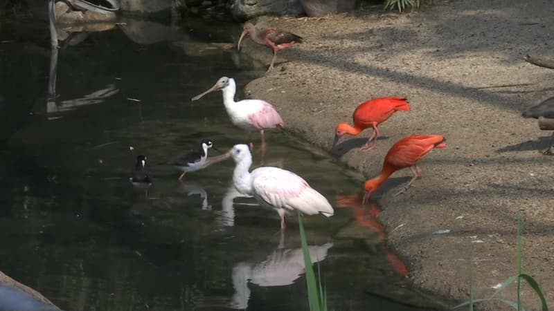 Comment le parc des oiseaux de Villars-les-Dombes se protège de la grippe aviaire