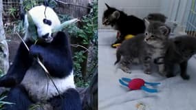 Que ce soit des pandas, des chatons et même des baleines ou des aigles: de nombreuses webcams d'animaux peuvent se dénicher sur Internet.