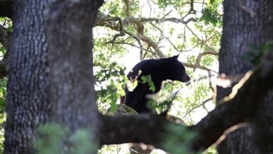 Un ours noir dans un arbre (illustration)