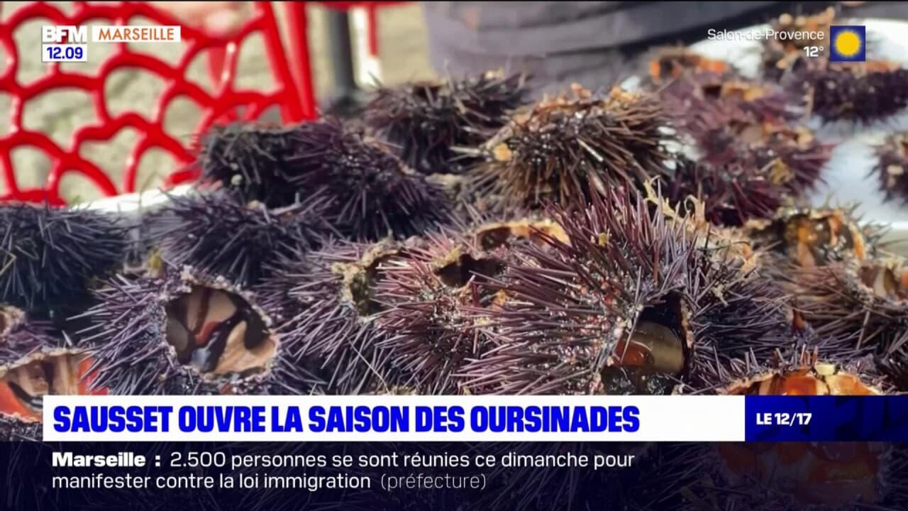 8 Coquilles D'oursins Naturels - Déco Pour Plantes Aériennes, Vase, Aquarium, Bricolage Créatif