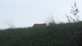 Le tigre a été aperçu pour la dernière fois aux abords d'un parking à Montévrain en Seine-et-Marne.