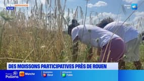 Des moissons participatives près de Rouen