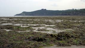 Photo d'algues vertes échouées sur la plage de Plouha réalisée le 06 mai 2011.
