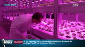 Faire pousser des plantes en pleine ville: c'est le défi de cette PME avec les "fermes verticales"
