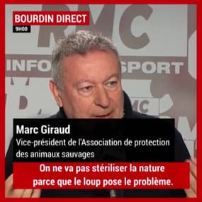 Faut-il protéger les loups en France ?