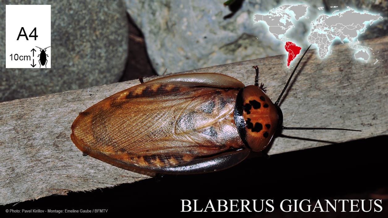 Blaberus giganteus, le plus grand cafard du monde Blaberus giganteus, le plus grand cafard du monde