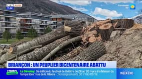 Briançon: l'abattage d'un peuplier de 200 ans crée la polémique