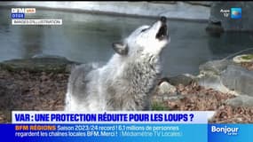 Var: les loups moins protégés dans la région