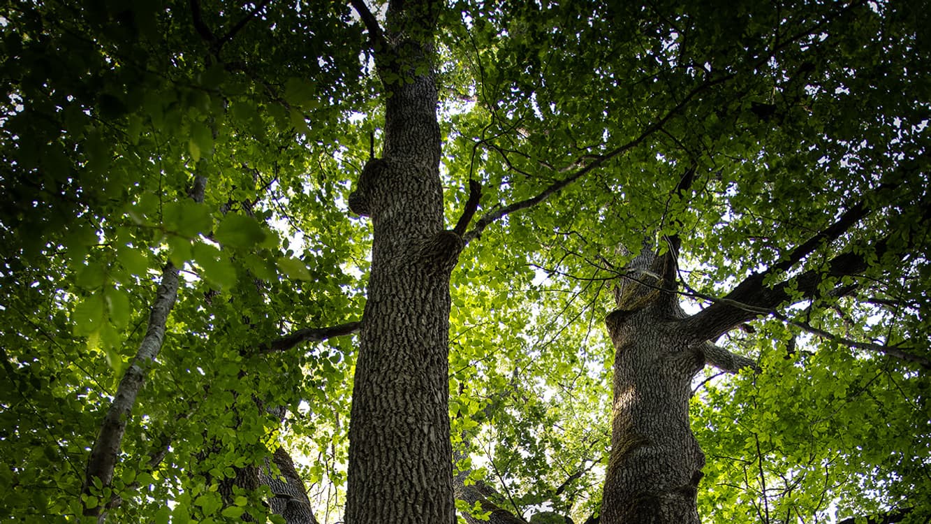 Forêt Hennessy Forêt Hennessy