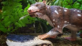 Une représentation d'une nouvelle espèce de mammifère, âgée de 72 à 74 millions d'années, découverte en Patagonie chilienne.