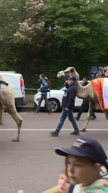 Une cinquantaine de chameaux a défilé au bois de Vincennes ce samedi après-midi 
