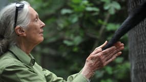 La primatologue Jane Goodall, le 23 novembre 2013 au Chili.