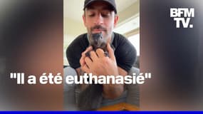 Élection américaine: comment la mort de l'écureuil star Peanut s'est invitée dans la campagne 