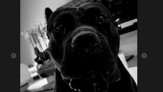 La compagne de Lucas Hernandez, Victoria Triay, a remercié leur chien pour son rôle joué lors de la tentative d'intrusion La compagne de Lucas Hernandez, Victoria Triay, a remercié leur chien pour son rôle joué lors de la tentative d'intrusion