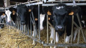 Un éleveur laitier installé dans l’Orne tient Enedis pour responsable du trouble du comportement de ses vaches après l’installation d’une ligne électrique à proximité de son exploitation. (Illustration)