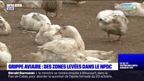 Grippe aviaire dans le Nord-Pas-de-Calais: les zones de contrôle ont été levées