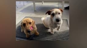 Coco et Roxy, deux chiennes portées disparues