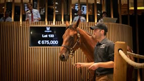 84% des chevaux ont trouvé preneurs lors des enchères organisées à Deauville par l'agence Arqana