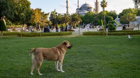 Un chien errant devant la Mosquée bleue à Istanbul, en Turquie, le 29 mai 2024