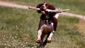 Un Springer spaniel jouant dans un champ en Bourgogne le 28 septembre 2023. (Photo d'illustration)
