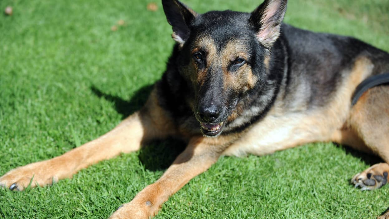 Maine Et Loire Une Petite Fille De 6 Ans Tuee Par Un Berger Allemand