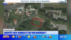 Seine-Maritime: bientôt des vignes et du vin havrais?