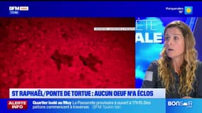 Planète locale du mercredi 30 octobre - Saint-Raphaël / ponte de tortue : aucun œuf n'a éclos