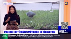 Prolifération des pigeons en Ile-de-France: différentes méthodes de régulation